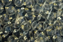 American-shad-eggs