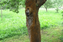 Apple-trunk