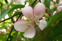Close-up-flower-of-Apple