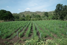 Asparagus-farm