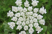 Close-up-flower-of-Carrot