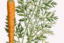 Plant-illustration-of-Carrot