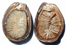 Half-Cut-Cherimoya-seed