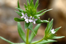 Cleavers-flowers