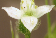 Closer-view-of-Cleavers-flower