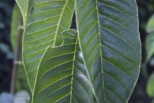 Custard-apple-leaves