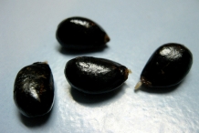 Custard-apple-seeds