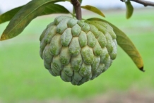 Custard-apple
