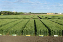 Farming-of-Durum