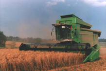 Harvesting-of-Durum
