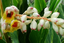 Flower-of-Ginger