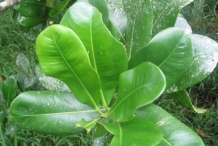 Leaves-of-Mammee-apple