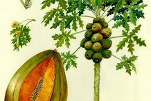 Papaya-illustration