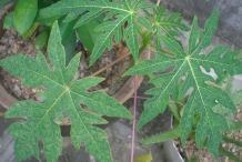 Papaya-leaves