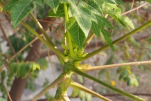 Papaya-stem