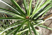 Pineapple-leaves