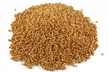 Sorghum-seeds