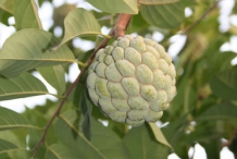 Sugar-Apple-fruit