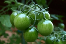 Tomato-unripened