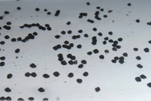 Wild-Garlc-Seeds