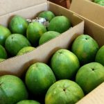 Kamiah-Papaya Kamiah-Papaya
