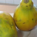 Sunrise-and-Sunset-Papayas Sunrise-and-Sunset-Papayas