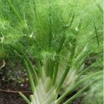Common Fennel
