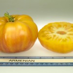 Armenian Tomato
